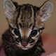 Illustration for article titled Important Developments in Cuteness: Ocelot Kitten